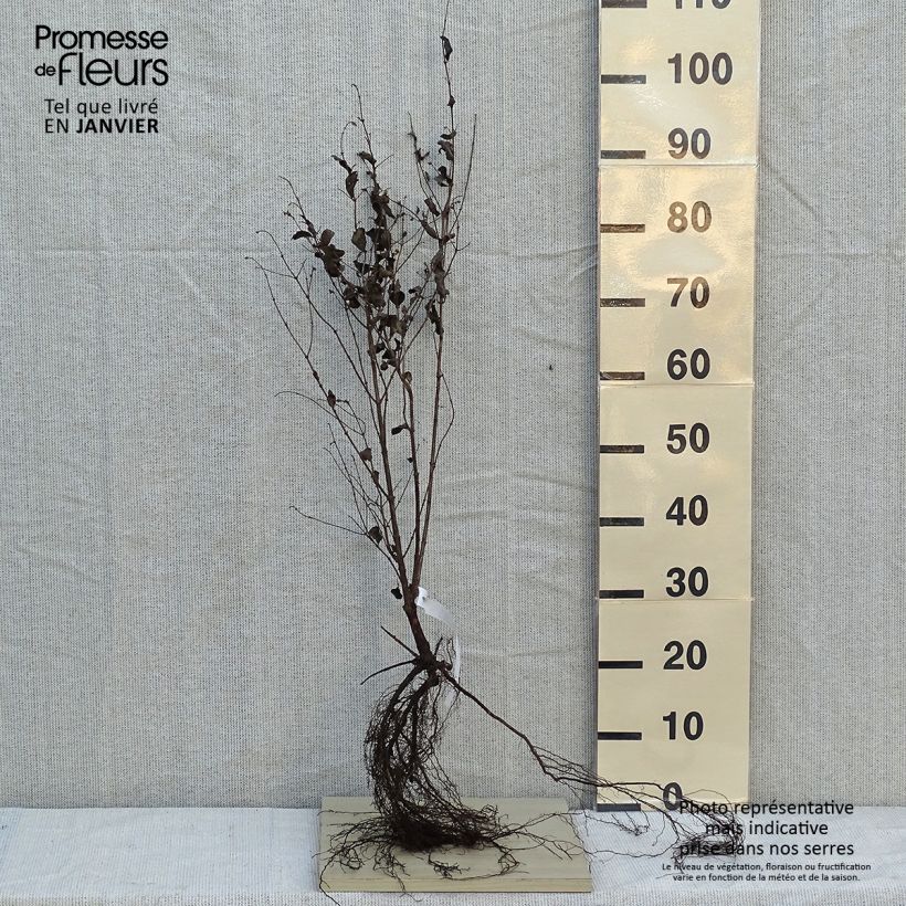 Symphoricarpos albus var. laevigatus Laevigatus Bare root sample as delivered in winter