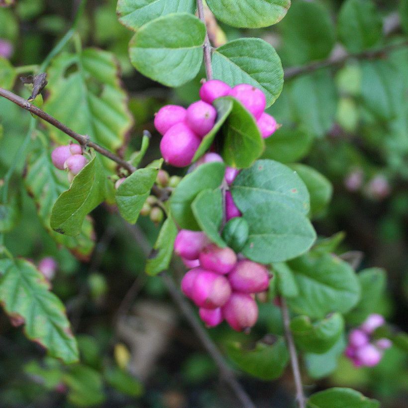 Symphorycarpos doorenbosii Magic Berry (Harvest)