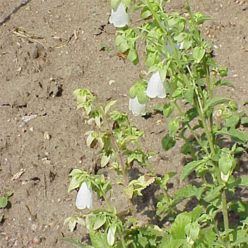 Symphyandra pendula (Plant habit)