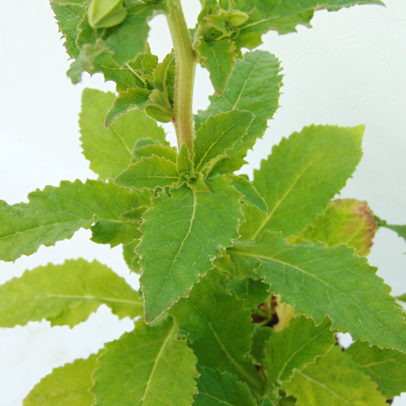 Symphyandra pendula (Foliage)
