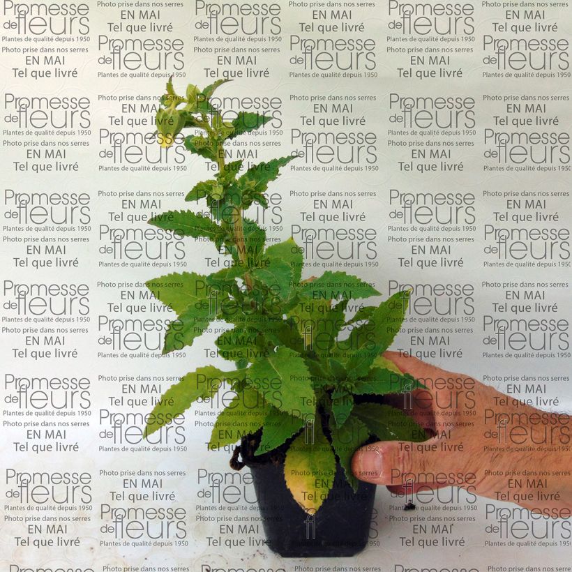 Example of Symphyandra pendula 8/9 cm pot specimen as delivered