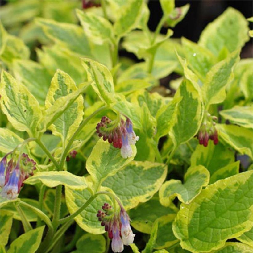 Symphytum Goldsmith - Comfrey (Foliage)