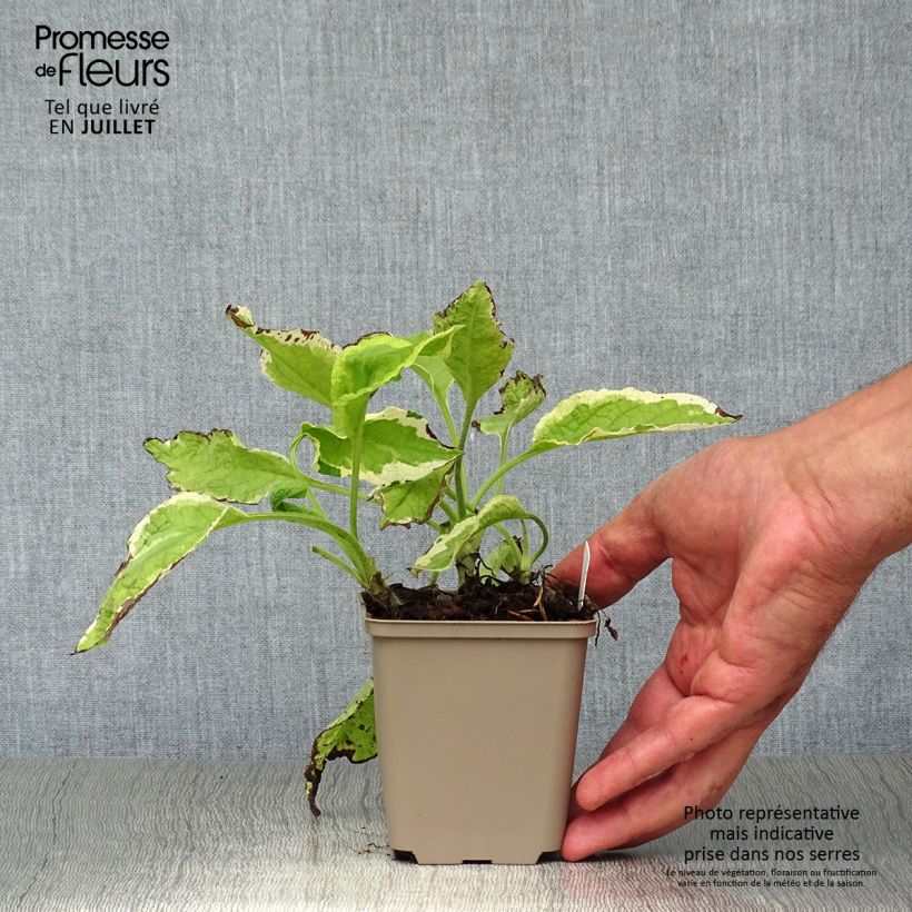 Symphytum Goldsmith - Comfrey 8/9 cm pot sample as delivered in summer