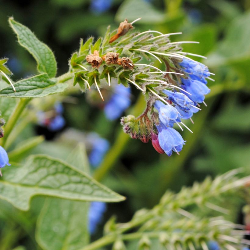 Symphytum azureum  (Flowering)