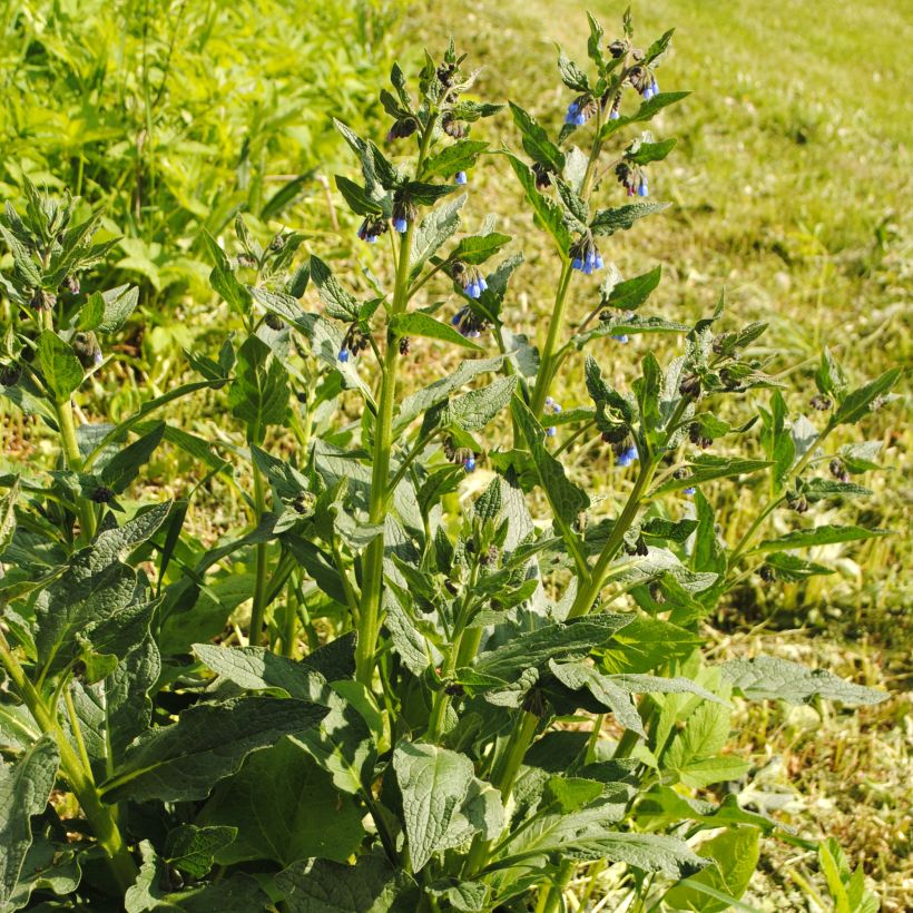 Symphytum azureum  (Plant habit)