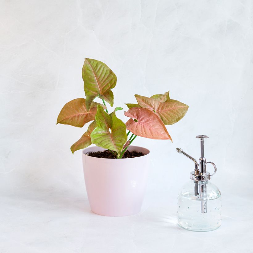 Syngonium podophyllum Neon Robusta - Arrowhead vine (Plant habit)