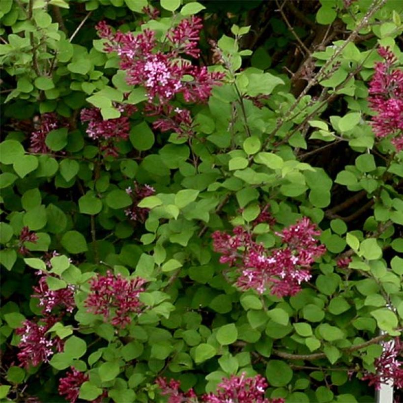 Syringa hybride Bloomerang Dark Purple - Lilac (Foliage)