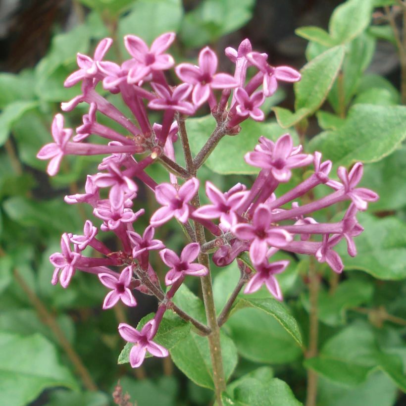 Syringa hybride Bloomerang Dark Purple - Lilac (Flowering)