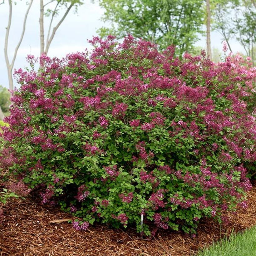 Syringa hybride Bloomerang Dark Purple - Lilac (Plant habit)