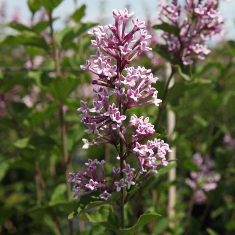 Syringa velutina Josée - Lilac (Flowering)