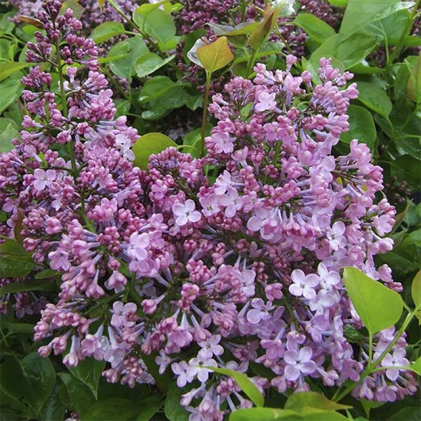 Syringa x hyacinthiflora Maidens Blush - Lilac (Flowering)