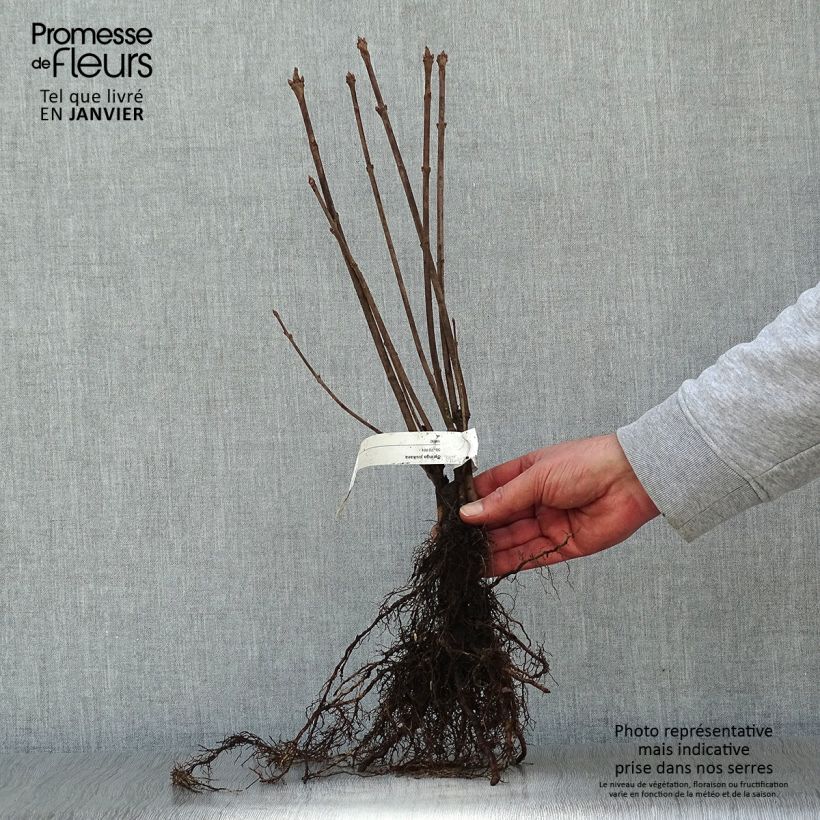 Syringa josikae Bare root sample as delivered in winter