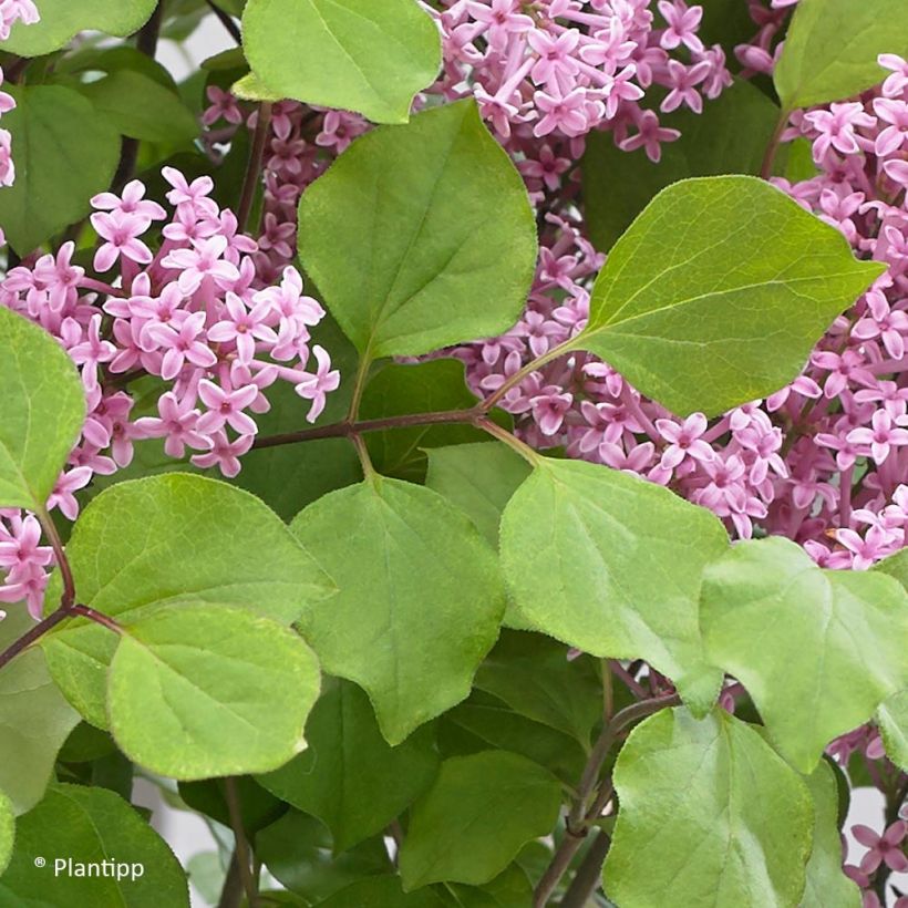 Syringa meyeri Flowerfesta Pink - Lilac (Foliage)