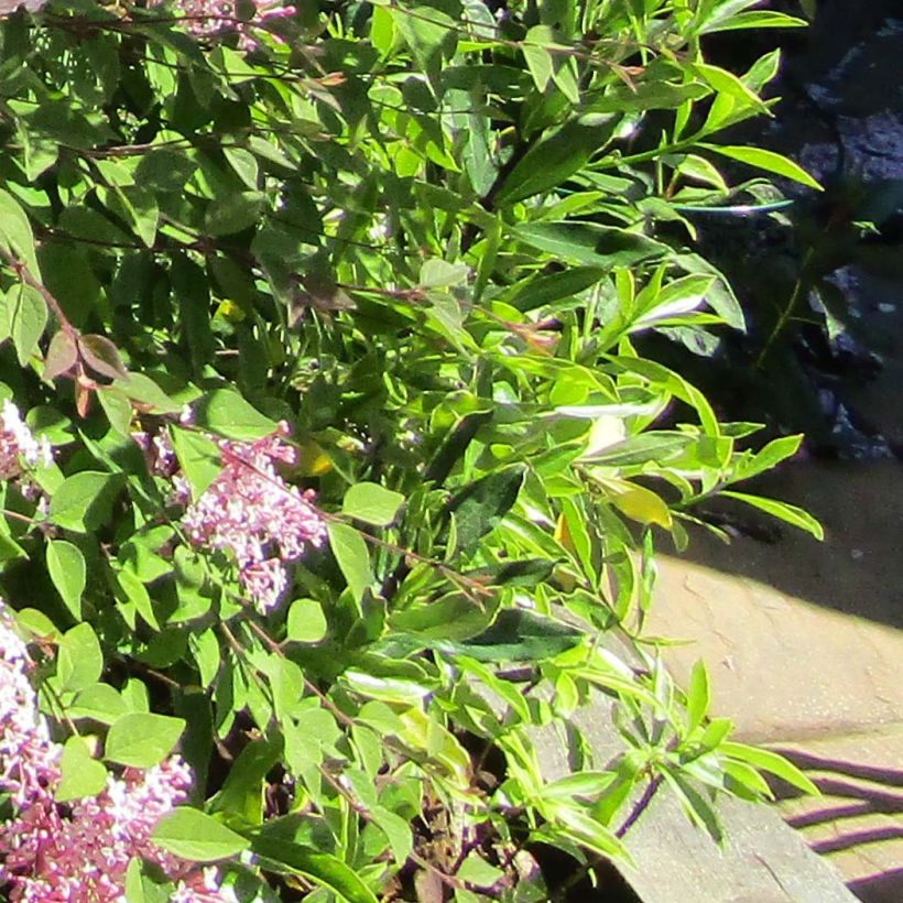 Syringa meyeri Palibin - Lilac (Foliage)