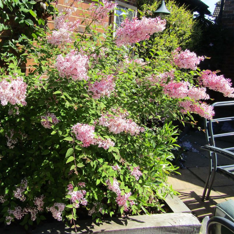 Syringa meyeri Palibin - Lilac (Plant habit)