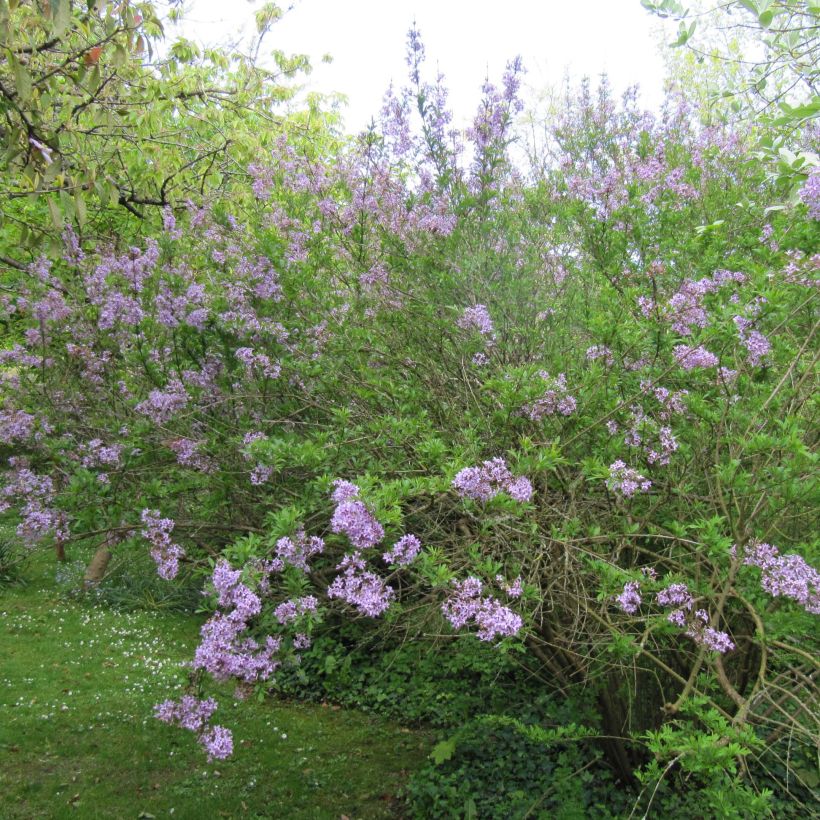Syringa persica var. laciniata - Lilac (Plant habit)