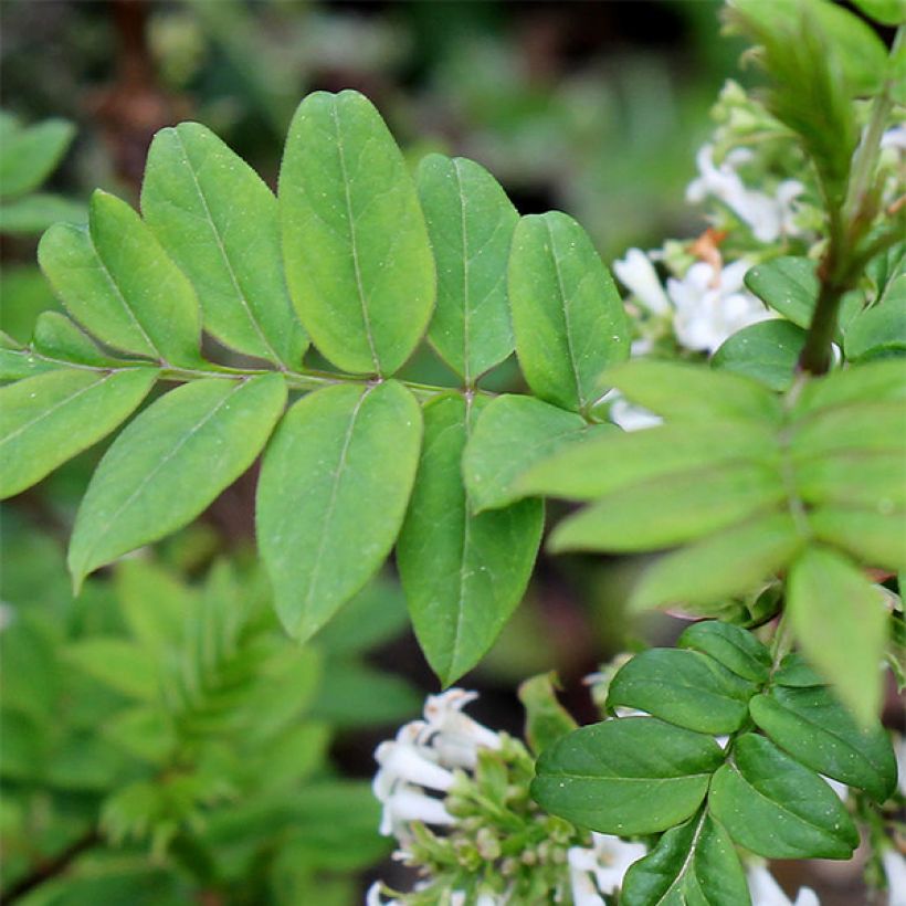 Syringa pinnatifolia - Lilac (Foliage)