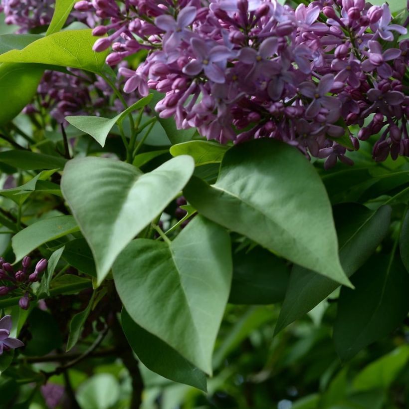Syringa vulgaris - Common Lilac (Foliage)