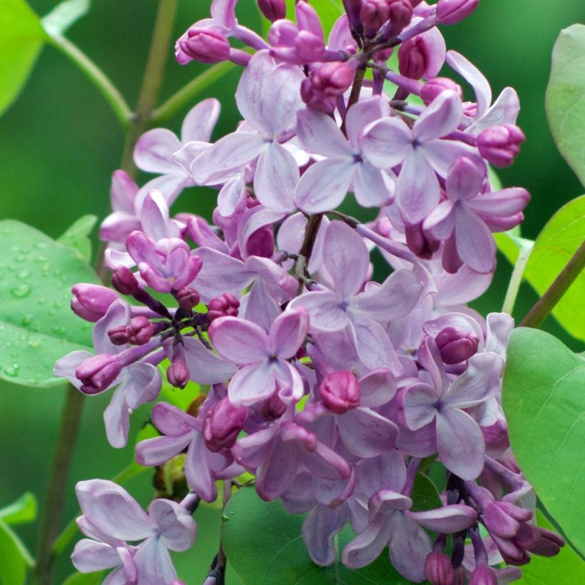 Syringa vulgaris - Common Lilac (Flowering)