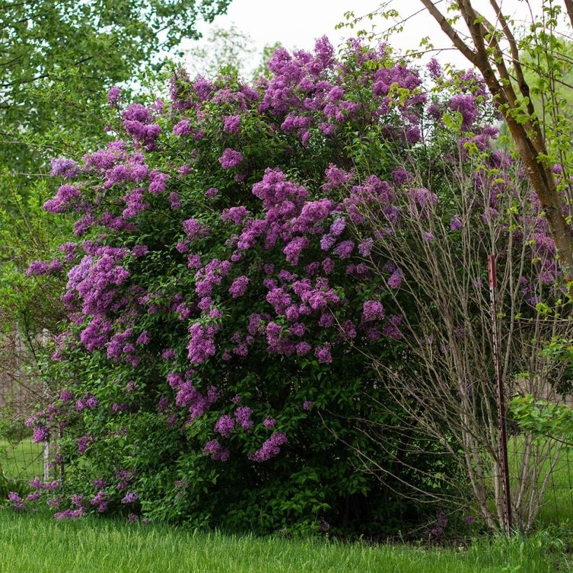 Syringa vulgaris - Common Lilac (Plant habit)