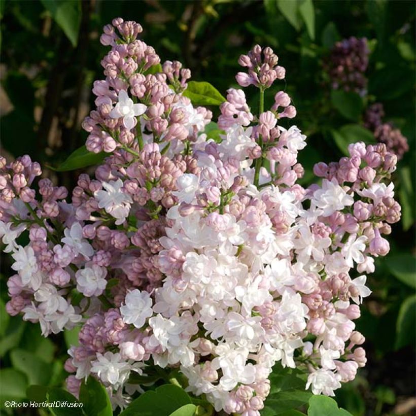 Syringa vulgaris Belle de Moscou - Common Lilac (Flowering)