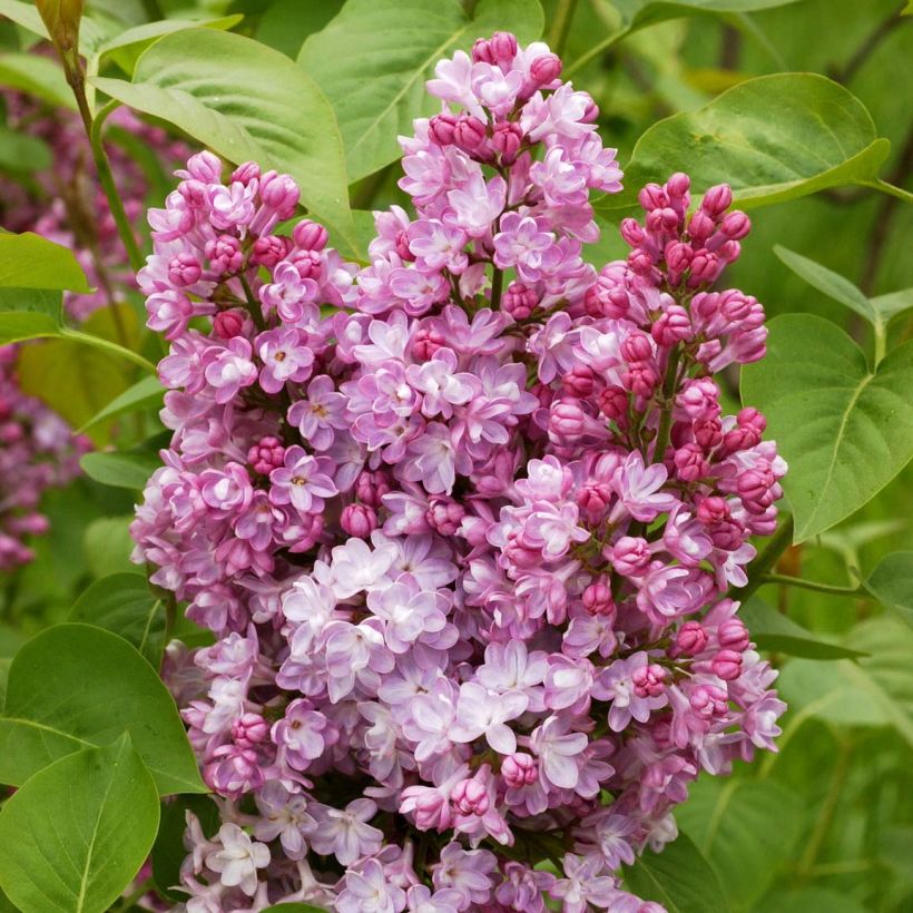 Syringa vulgaris Belle de Nancy - Common Lilac (Flowering)