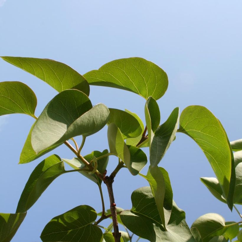 Syringa vulgaris Michel Buchner - Common Lilac (Foliage)