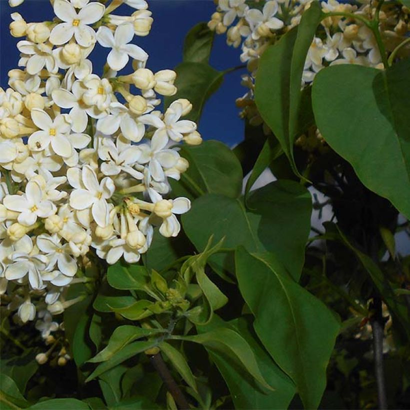 Syringa vulgaris Primrose - Common Lilac (Foliage)