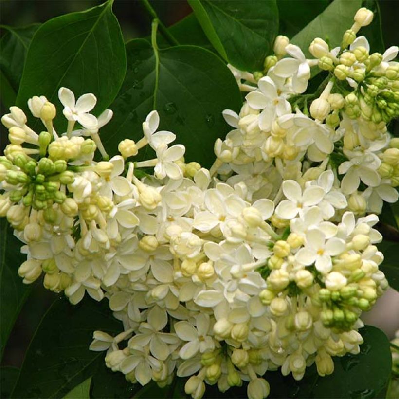 Syringa vulgaris Primrose - Common Lilac (Flowering)