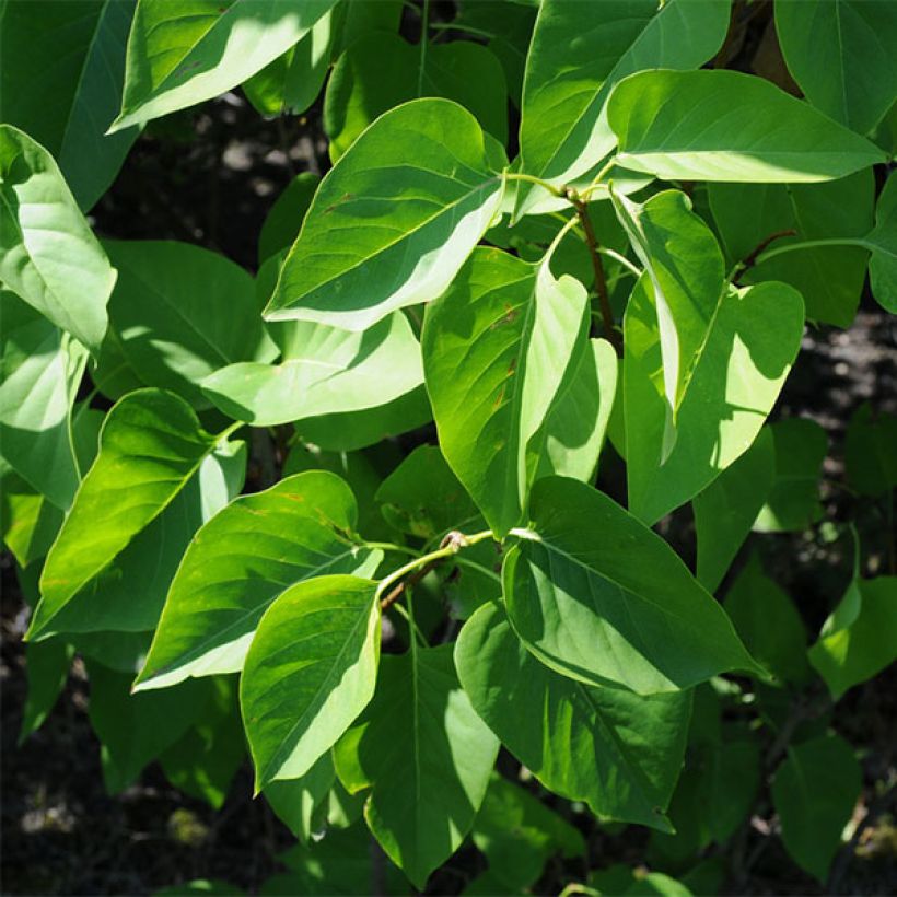 Syringa vulgaris Prince Wolkonsky - Common Lilac (Foliage)