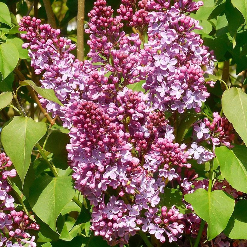 Syringa vulgaris Princesse Sturdza - Common Lilac (Flowering)