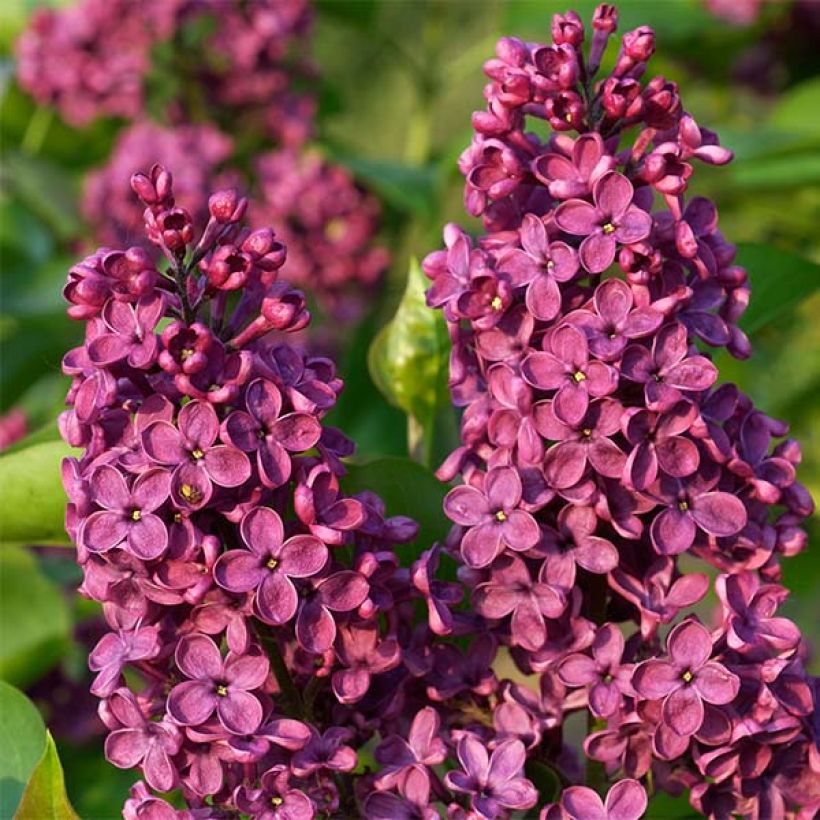 Syringa vulgaris Souvenir de Louis Spaeth - Common Lilac (Flowering)