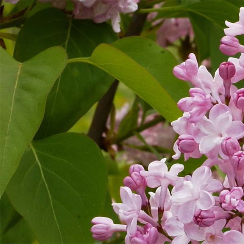 Syringa vulgaris Zhemchuzhina (Foliage)