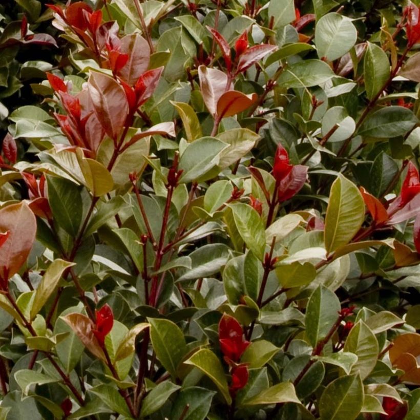 Syzygium australe Big Red (Foliage)