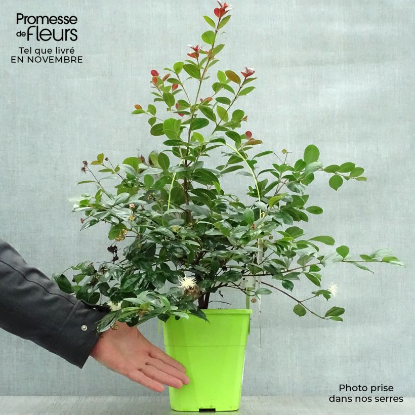 Syzygium australe Big Red 4L/5L pot sample as delivered in autumn