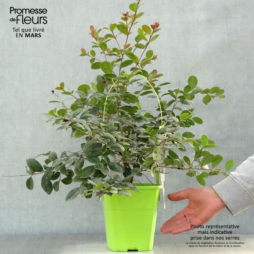 Syzygium australe Big Red 4L/5L pot sample as delivered in spring