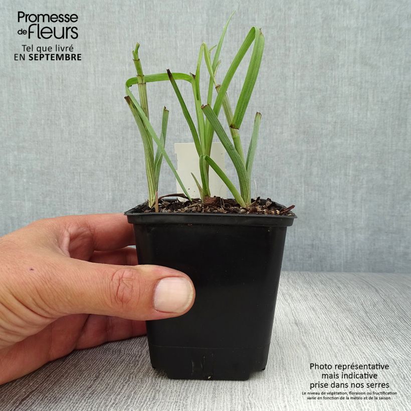 Tradescantia virginiana Brevicaulis 8/9 cm pot sample as delivered in autumn