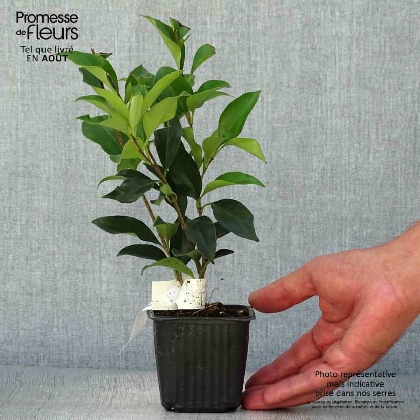 Ligustrum japonicum - Japanese Privet 1.5L/2L pot sample as delivered in summer