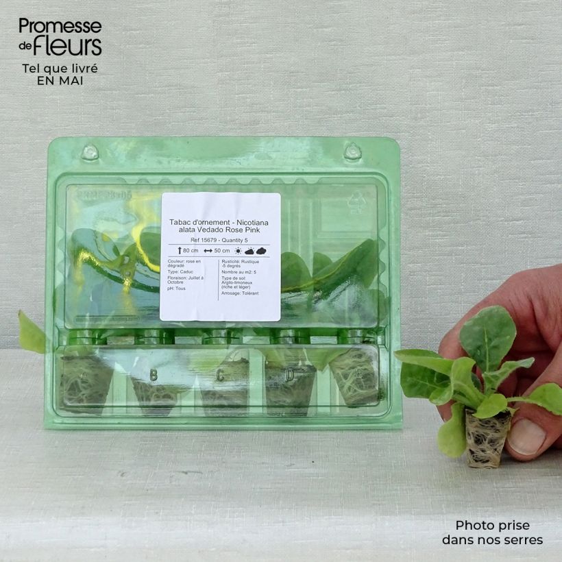 Nicotiana alata Vedado Rose Pink Plug plant 3/4cm sample as delivered in spring