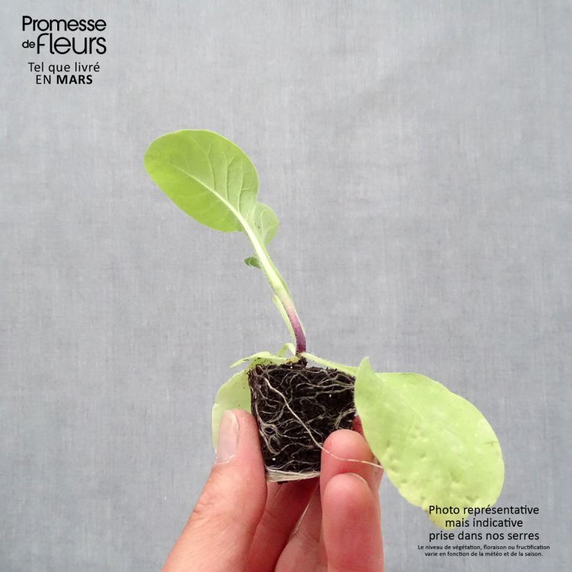 Nicotiana mutabilis Marshmallow Plug plant 3/4cm sample as delivered in spring