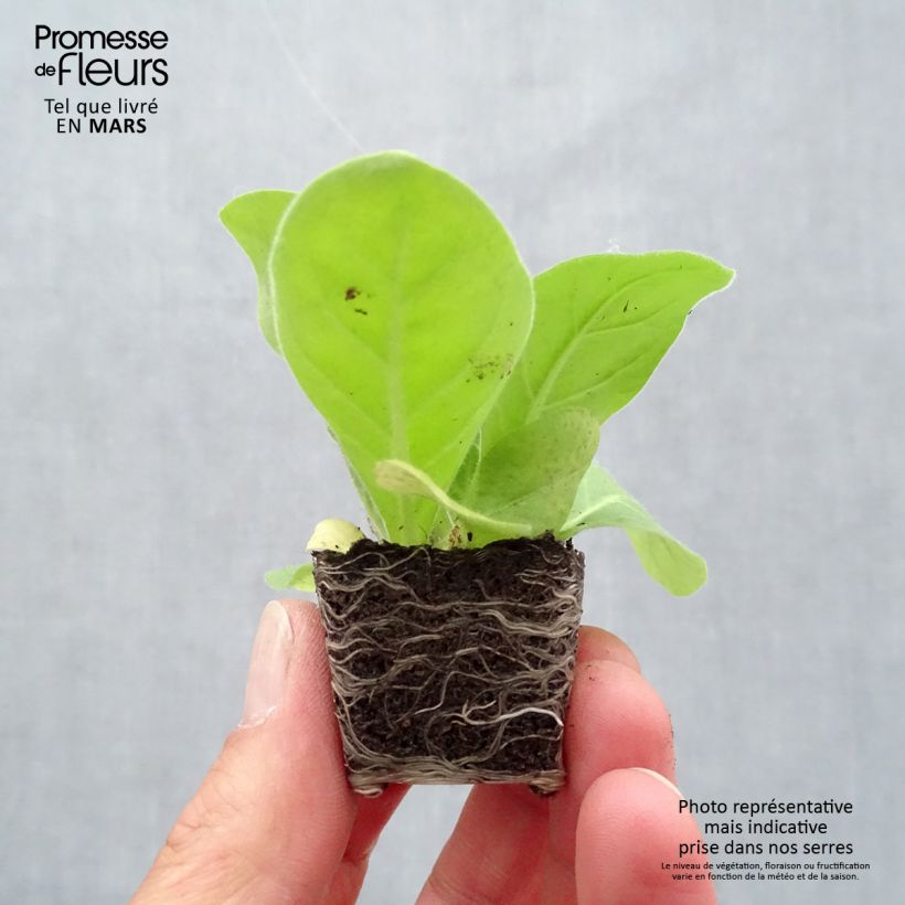 Nicotiana sylvestris - Ornamental tobacco Plug plant 3/4cm sample as delivered in spring
