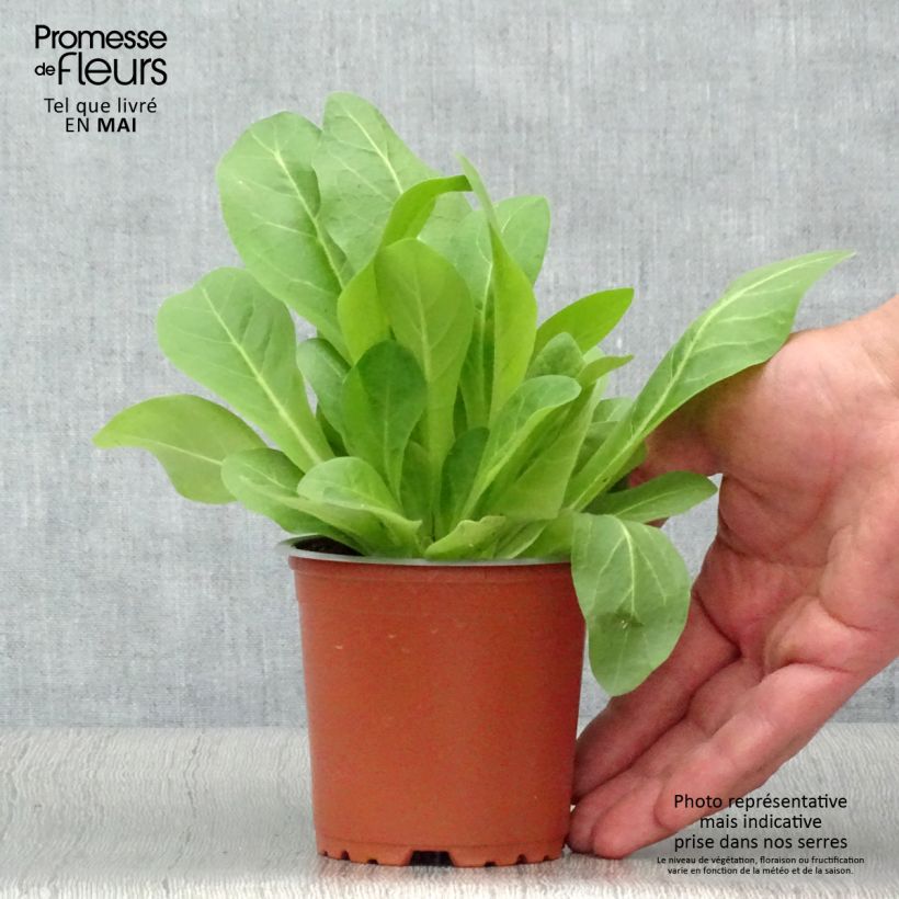 Nicotiana sylvestris - Ornamental tobacco sample as delivered in spring