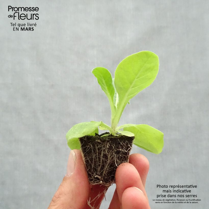 Nicotiana Perfume F1 Mix - Ornamental tobacco Plug plants 3.8 x 3.2cm - Tray of 16 sample as delivered in spring