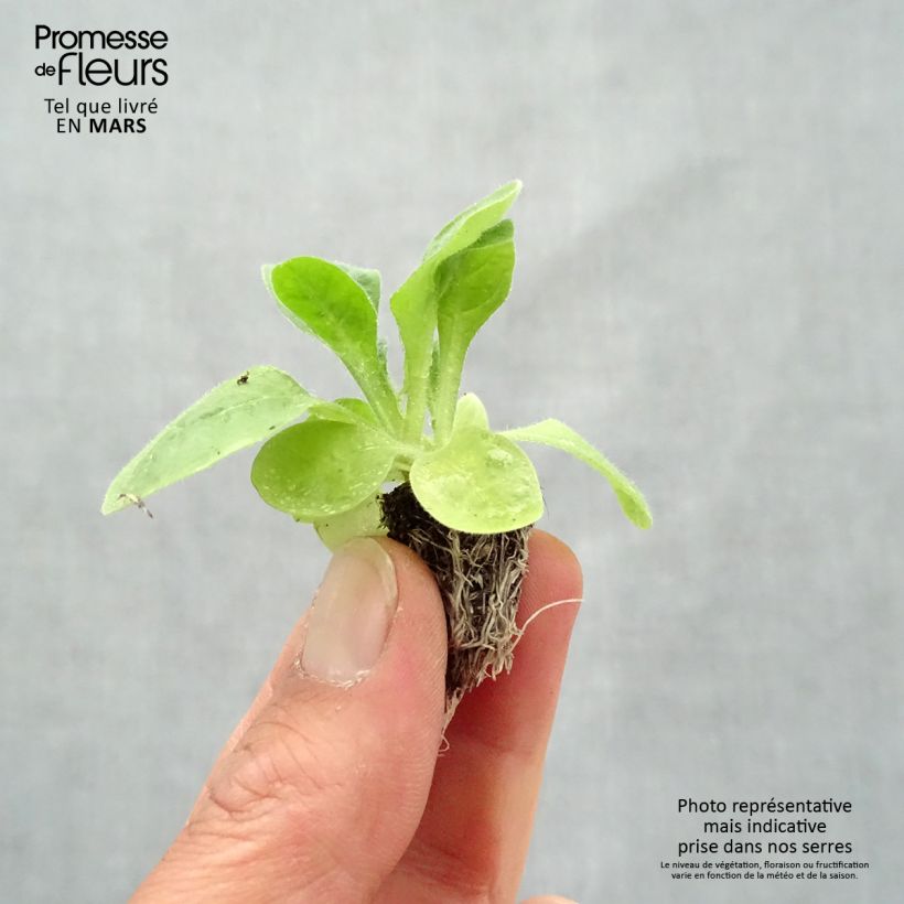 Nicotiana Perfume F1 Mix - Ornamental tobacco Plug plant 2.2cm x 2cm - Tray of 35 sample as delivered in spring