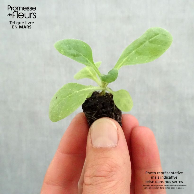 Nicotiana Perfume Red - Ornamental tobacco Plug plant 3/4cm sample as delivered in spring