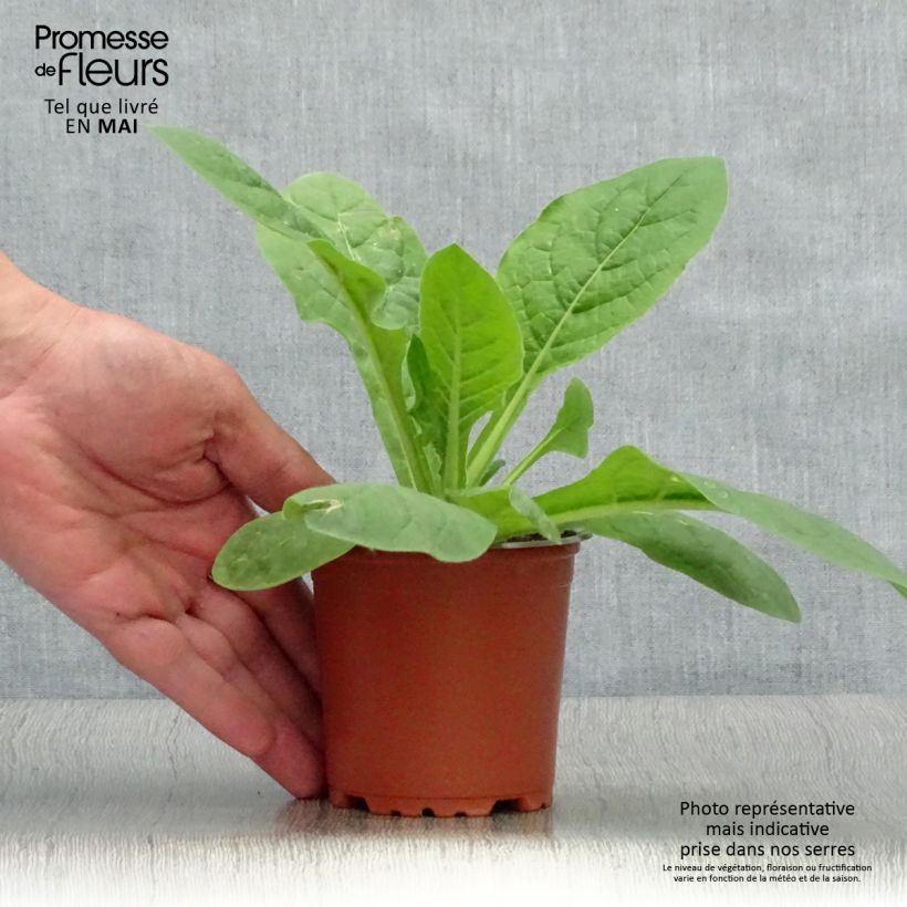 Nicotiana Perfume Red - Ornamental tobacco 8/9 cm pot sample as delivered in spring