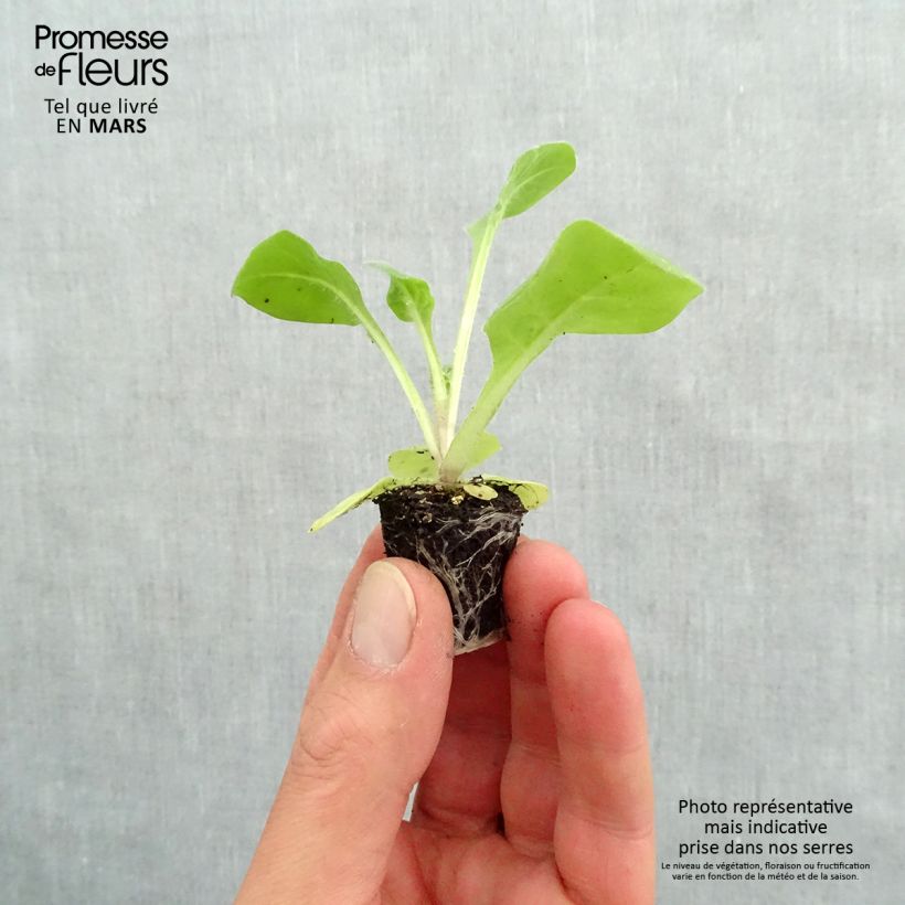Nicotiana Perfume White - Ornamental tobacco Plug plant 3/4cm sample as delivered in spring