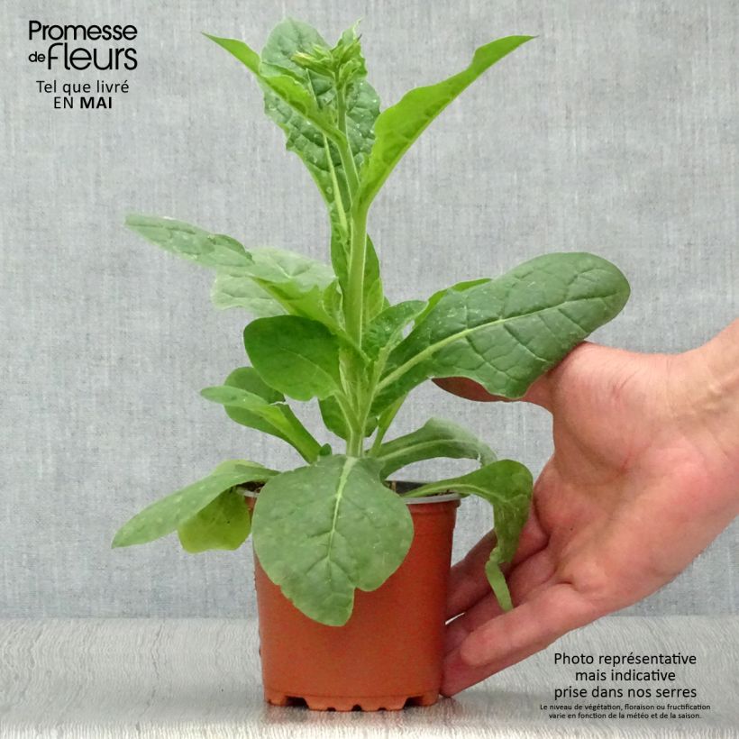 Nicotiana Perfume White - Ornamental tobacco 8/9 cm pot sample as delivered in spring