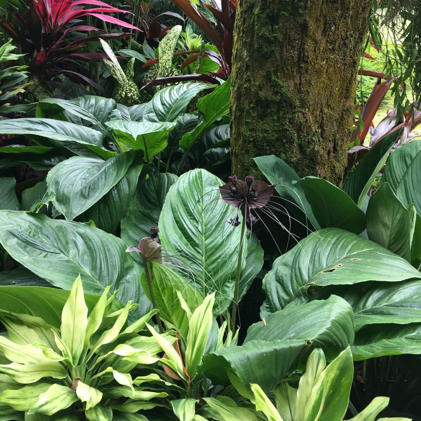 Tacca chantrieri  (Plant habit)