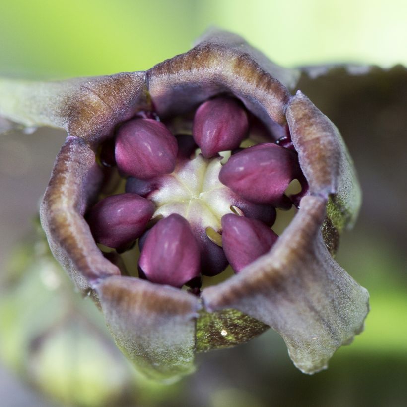 Tacca integrifolia Nivea (Flowering)